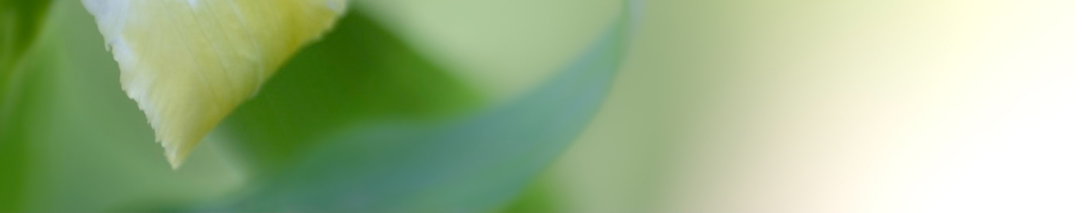 footer bg